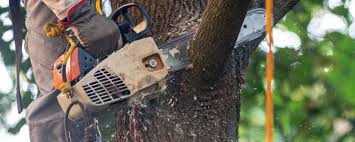 Best Tree and Shrub Care  in George, IA