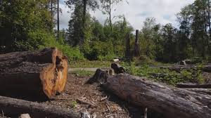 Best Tree Mulching  in George, IA