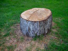 Best Hazardous Tree Removal  in George, IA