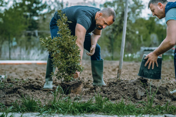 Best Lawn Mowing  in George, IA