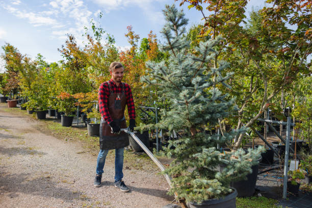 Best Tree Health Inspection  in George, IA