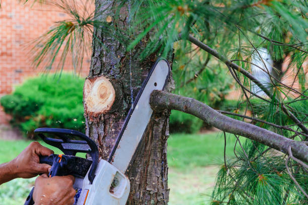 Trusted George, IA Tree Services Experts