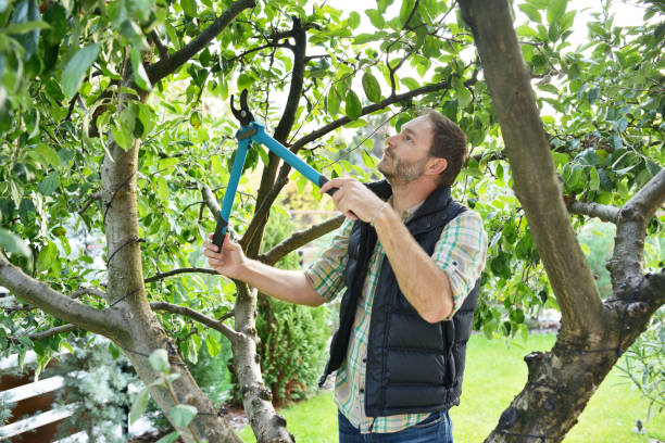 Best Tree Trimming and Pruning  in George, IA